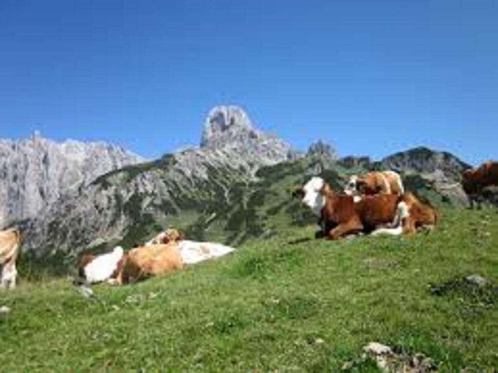 Waldhaus Διαμέρισμα Sankt Martin am Tennengebirge Εξωτερικό φωτογραφία